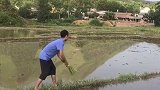 见过这样插秧的吗？这是高人啊一招天外飞仙，一上午的活全干完了