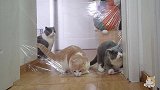 给猫试了火爆全网的保鲜膜大挑战，真的太有戏了！