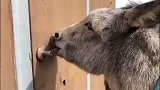 驴子一点都不傻，为了吃到仓库的食物，举动太高极了！