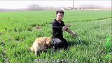 浇地的水不翼而飞，寻找原因时金毛在麦地发现个神秘大坑，真奇怪