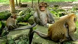 可怜的小猴子尖叫，因为它的妈妈不再照顾它了