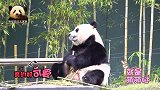 熊猫华妮静止7秒扮木头熊超可爱，抬脚给小黑手挠痒更是萌上加萌
