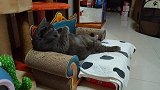 爸爸外边也有猫了我是菠小旺