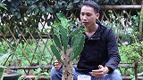 谨用一种肥，仙人掌快速木质化成老桩，花儿爆满“爪芽”