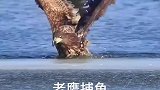 这老鹰捕鱼也太丝滑了，这手速是真的快！