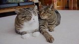 猫咪两口子平时聊啥？两虎斑猫的亲密对话监听