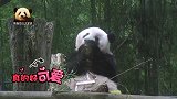 可爱到“膨胀”的熊猫香香闪亮登场，被关在铁笼里乖乖接受喂食