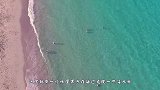 海边发现一只落水狗，男子正打算救它，靠近后却惊出一身冷汗