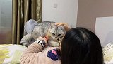 主人抱着猫咪狂亲，猫咪生无可恋，我犯了什么错你要这样对我