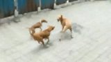 狗狗也有帮派，一条狗被欺负，一群狗狗跑出来火拼