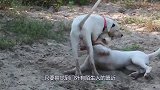 狼狗隔着铁门和一群土狗对骂，这时主人打开铁门，气氛顿时尴尬了