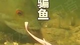 实拍路亚钩鱼上钩瞬间，再聪明的鱼也难分辨，咬到钩就再无生还的可能