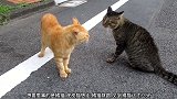 橘猫遇到虎皮猫会吵架，橘猫还先动手，虎皮猫被打倒了