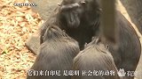 英国动物园的一只黑猿，被认定为智商最接近人类的社会化动物