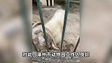 游客质疑动物园未修羊蹄致山羊瘸拐，园方：正常，是玩耍打架导致