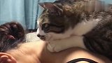 知道我工作累了，回家后猫咪给我按摩