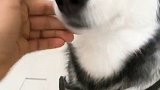 给自己的爱宠带上牵引是对它的负责也是对路人和自己的负责......正能量从我做起
