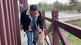 日常遛狗：教会狗狗随行，就不用总是被狗遛了！