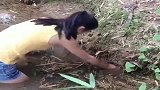 农村出身的就是不一样，农村妹子教你抓黄鳝正确的姿势和方法！