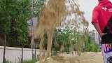 千万沙雕骆驼