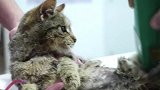 神奇的猫英雄失去了一条腿，然后史诗般的事情发生了