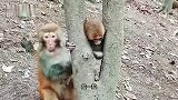 小猴子头卡树杈 猴妈妈干着急