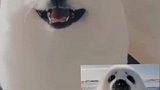 网友：这到底是狗子还是海豹啊？这也太可爱了吧！