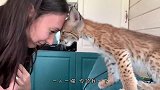 “大猫”和主人玩互顶头游戏，玩不过还生气，不搭理主人了