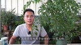 夏季幸福树落叶没完没了，原因就是少做了一步动作