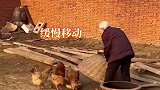 奶奶给儿孙们抓鸡吃,慢动作稳准狠