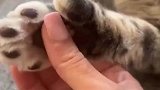 主人抚摸猫咪的手掌，猫咪握拳回应