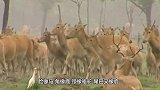 麋鹿撒欢玩得正高兴，没想到鹿角突然断了，这下变成独角兽了