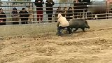 比特犬咬住了野猪的尾巴，却被野猪拖着满地跑