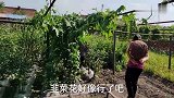 东北庄稼院自产蔬菜成熟，女儿接管厨房学母亲做农家菜，基本成功