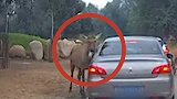 警方通报游客疑给动物喂口罩：马鹿叼走的非故意投喂 已及时取出