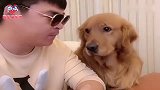 趁着女主人不在家，铲屎官给金毛大欢传授爱情观，看完忍住别笑