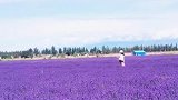 薰衣草盛开的季节，满屏都花香