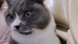 猫咪不仅会用手机自拍，还趁铲屎官不在，拿了一个“五杀”，佩服