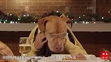 斗牛犬趴在地上不起来，让扫地机器人给它“按摩”