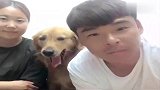 男主调侃金毛喜欢谁就摸谁，结果扎心了，太搞笑了