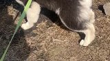 二哈终于学会在外面上厕所了