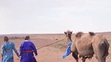 骆驼被卖8个月独行100公里回家 主人：再也不动它了