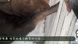 大兴安岭出现大型野兽，体重1吨比犀牛还高，最怕遇到狼群