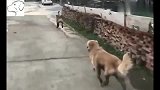 马犬在家里休息，听爸爸说金毛兄弟被打了后，就踹门出去帮忙，逗