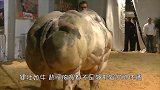人为干涉“牛魔王”，越强壮越可怜，一年要做数十次剖腹产！