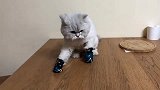 主人教猫咪打拳，猫咪现学现用给了路过的猫一拳