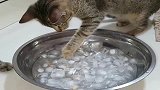 狸花猫：第一次见到冰块的猫猫，还呼朋引伴一起赏冰