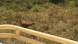 草原之王狮子在水中遭遇鳄鱼偷袭，这下要完蛋了！