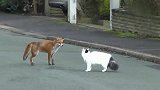 猫的反应还是一绝啊，狐狸完全招架不住，只能溜之大吉了