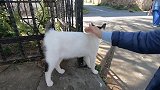 遇见一只颜值很高的流浪猫，想抓住卖钱，大家说可以吗